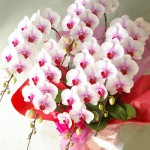 安い胡蝶蘭を名古屋に贈る