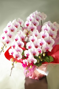 安い胡蝶蘭を名古屋に贈る