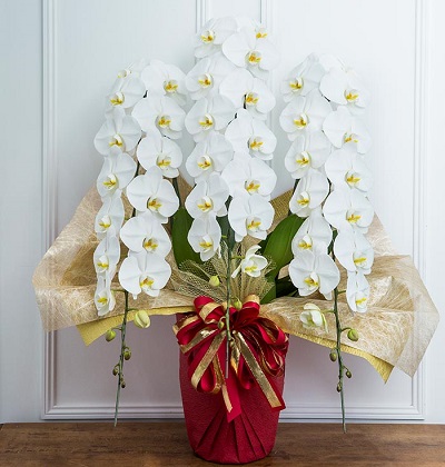 名古屋で最安値の胡蝶蘭【評判の良いおすすめ花サービス】